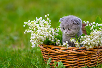 Little gray fluffy kitten sitting in a wicker basket full of lily of the valley flowers on green grass