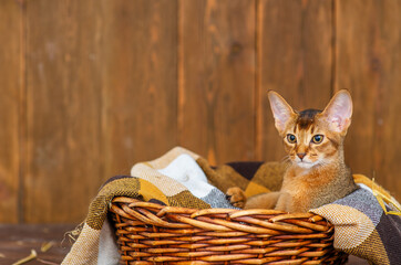 Fototapeta na wymiar Abyssinian kitten sitting in a wicker basket in a brown plaid on a wooden background