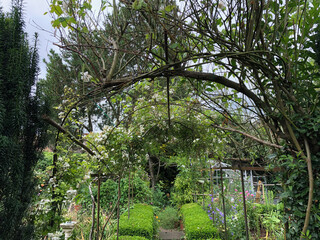 trees in the park