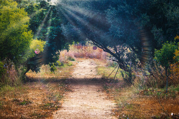 Scenery. Path in the countryfield and the rays of sun between the trees. Landscape in Chiclana de...