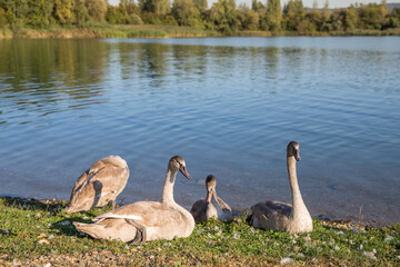A group of young swans are resting by the lake. Background, wild animals, wallpaper, opy space, context, composition.