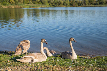 Young swans are resting by the water. Reflection of trees from the shore to the water surface.