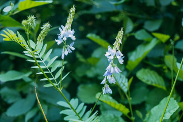 Green leaves and purple flower. Flowers and plants in the forest. Selective focus.