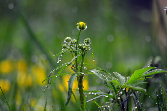 Buttercup (Latin Ranuunculus, from Latin rana - "frog") after the rain. Against the background of a beautiful bokeh. - Powered by Adobe
