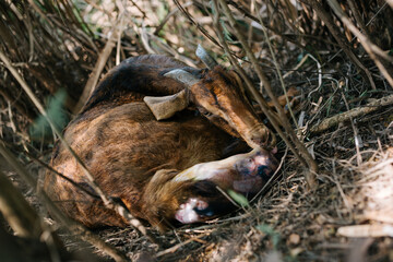 wild goat giving birth