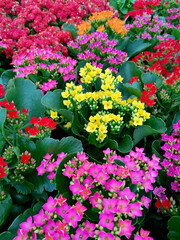 Kalanchoe flower plant any color close-up stock images. Beautiful kalanchoe mixed various colours vertical stock photo. Kalanchoe blossfeldiana flowering houseplant images
