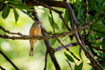 Ortolan siedzący na gałęzi drzewa. Kolorowy ptak zakładający gniazdo na drzewie - obrazy, fototapety, plakaty