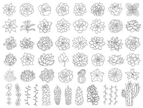 Succulent and cacti vector set. Hand drawn desert flower illustration in doodle style. Set plants with black outline. Silhouette succulents on white background. Echeveria, aloe and cactus