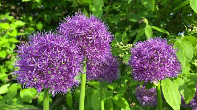purple flowers of decorative garlic swaying in the wind against a background of green foliage