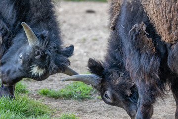 yak