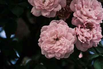 French roses Rosa Galica pink flowers