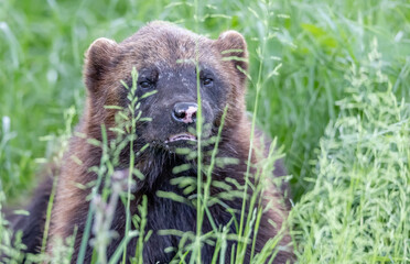 Obraz premium wolverine