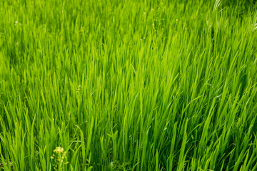 green grass in the wind
