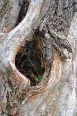 tronco di albero, tree trunk