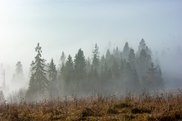 Foggy Forest