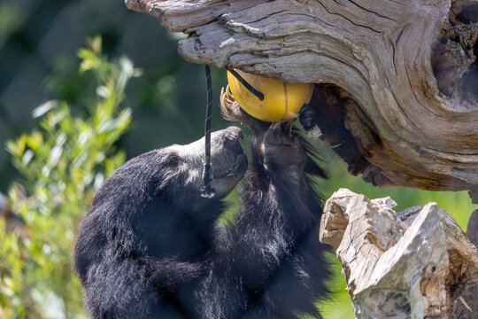 Sloth Bear