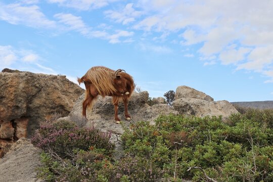 chèvre à poils longs sur un rocher yoga