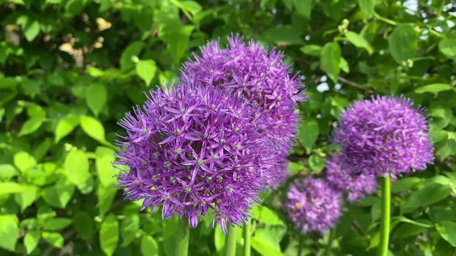 purple flowers of decorative garlic swaying in the wind against a background of green foliage