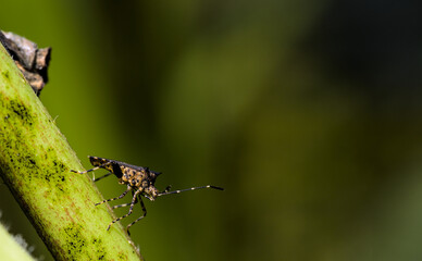 Euschistus heros. It is found mainly in the South, Midwest and North regions of Brazil, and the brown stink bug is one of the most abundant pests in soybean crops. 