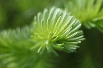 Young needles of spruce