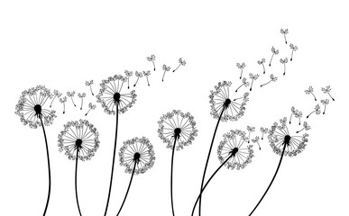 Panele Szklane  Dandelion wind blow background. Black silhouette with flying dandelion buds on a white. Abstract flying seeds. Floral scene design