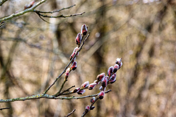 Przedwiośnie w Narwiańskim Parku Narodowym, Podlasie, Polska © podlaski49