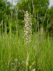 Bocksriemenzunge (Himantoglossum hircinum) in der Wiese