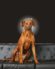 Portrait von Rhodesian ridgeback	