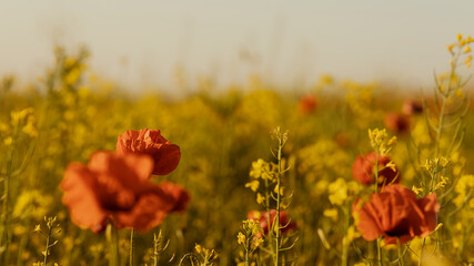 beautiful blooming red poppies flower on rape field at sunset