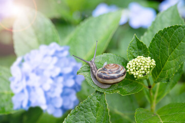 最高にわかりやすい梅雨素材 雨上がりの紫陽花(アジサイ)とカタツムリコピースペースあり
