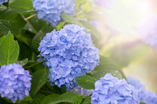 61 414 Best 紫陽花 Images Stock Photos Vectors Adobe Stock 61 414 Best 紫陽花 Images Stock Photos Vectors Adobe Stock