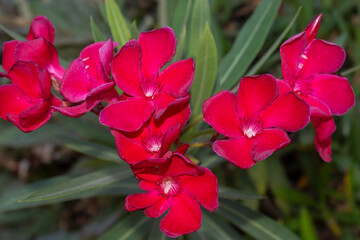 close-up of  red Nerium oleander most commonly known as oleander or nerium. Is a shrub or small...