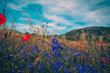 poppy field in the morning, Molise Italy