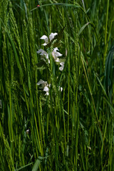 white nettle in tall green grass in the afternoon sun