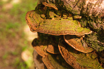 マクロ撮影したサルノコシカケ