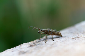 Cérambycidae Rhagium sycophanta sur bois