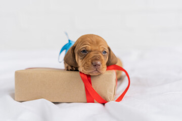 puppy with a gift box