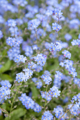Obraz premium Forget-me-not flowers
