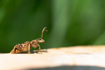 Cérambycidae Rhagium sycophanta sur bois