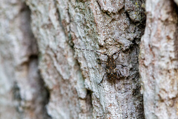 Cérambycidae Mesosa nebulosa sur écorce de chêne