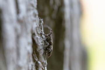 Cérambycidae Mesosa nebulosa sur écorce de chêne
