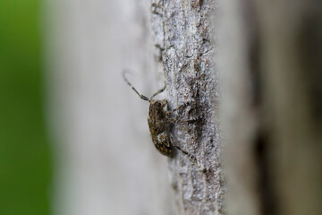Cérambycidae Mesosa nebulosa sur écorce de chêne