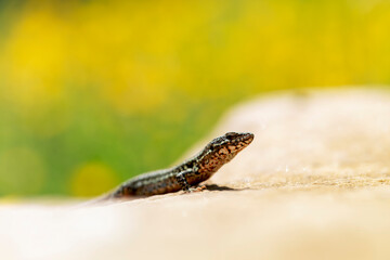 Lézard des murailles Lacerta muralis prenant le soleil sur une pierre