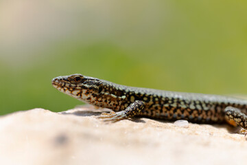 Lézard des murailles Lacerta muralis prenant le soleil sur une pierre