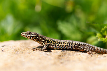 Lézard des murailles Lacerta muralis prenant le soleil sur une pierre