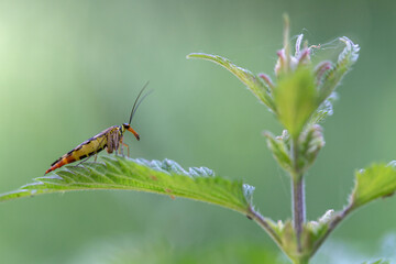 Mouche-scorpion Mecoptera Panorpa femelle