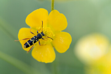 Cerambycidae Longicorne Clytus arietis sur fleur jaune