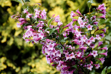 Weigela flowers in garden. Pink blooming Weigela florida decorative shrub.
