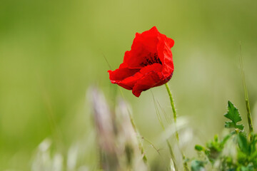 Poppy flowers 
