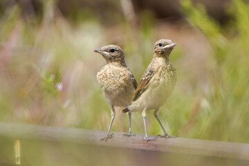 Meadow pipits couple